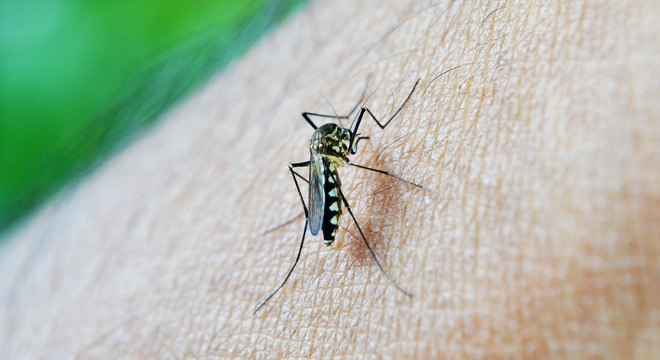 Aedes pode transmitir zika, dengue e chikungunya na mesma picada 