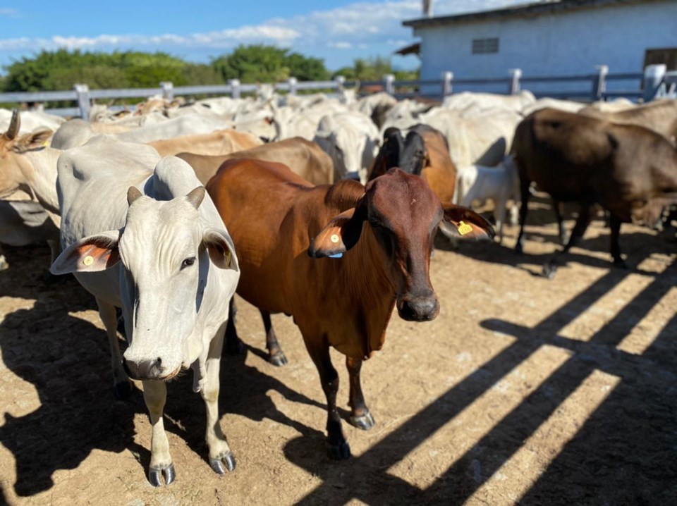 IDAF convoca produtores para cadastro que se encerra próximo dia 30