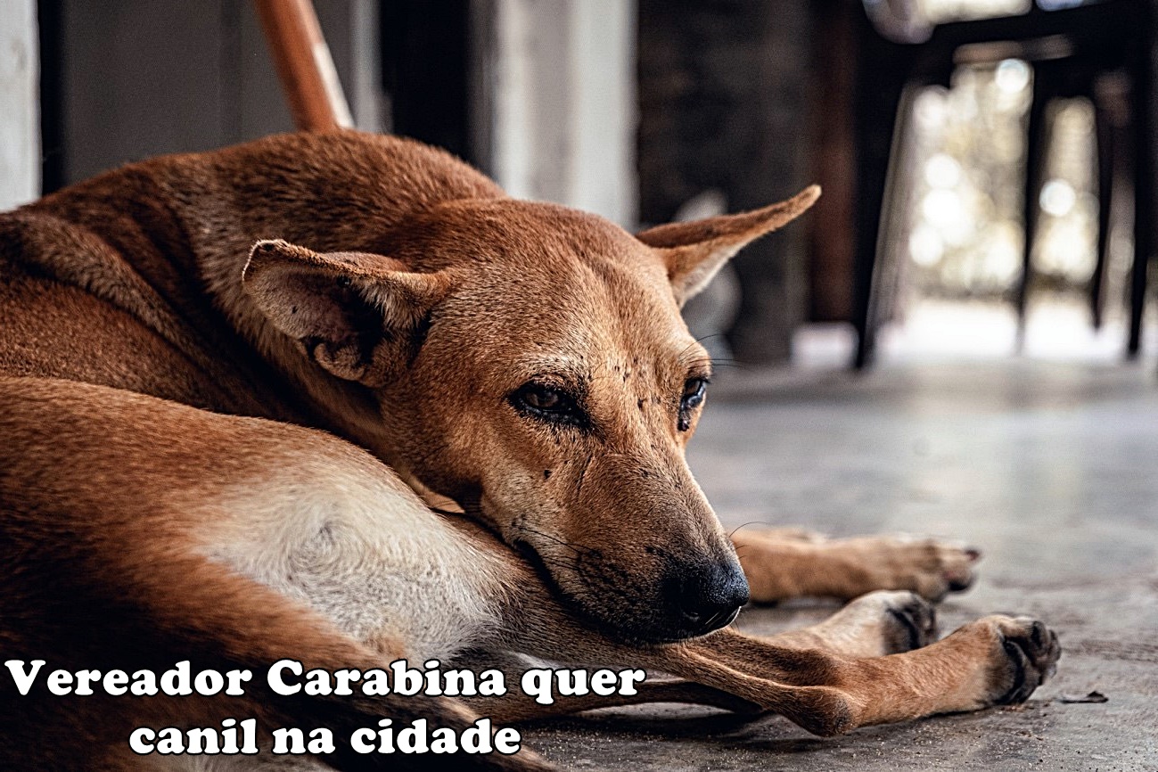 Vereador Carabina quer espaço adequado para cães de rua