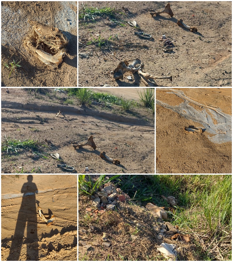 Vereador Lula denuncia descarte irregular de ossadas em perímetro urbano